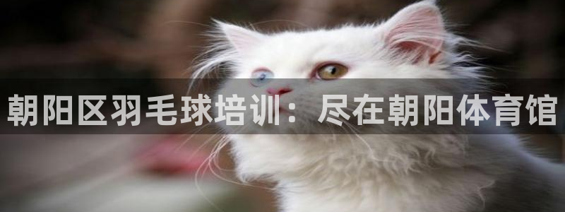 焦点娱乐游戏：朝阳区羽毛球培训：尽在朝阳体育馆