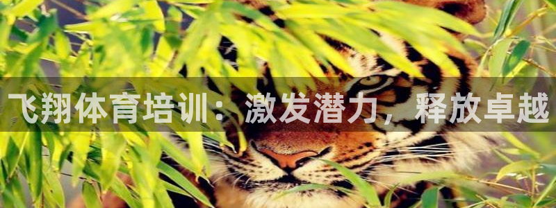 焦点娱乐平台是正规的吗安全吗：飞翔体育培训：激发潜力