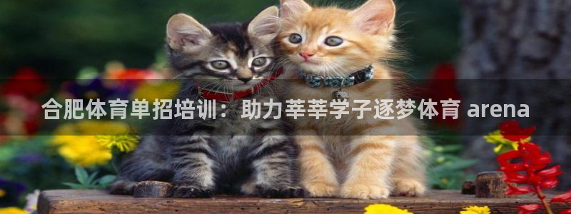 焦点娱乐游戏攻略：合肥体育单招培训：助力莘莘学子逐梦